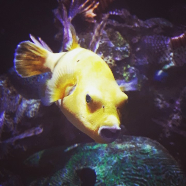 Fish