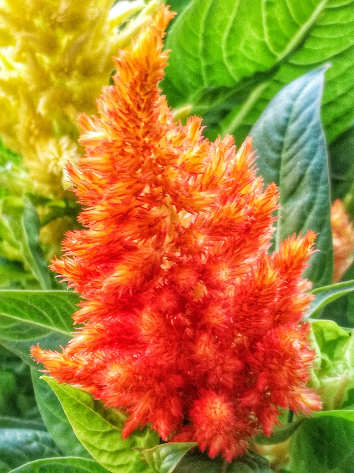 Plant