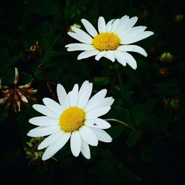 nature
