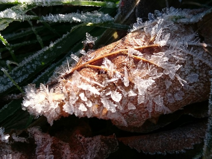 Hetbstblatt mit Eis