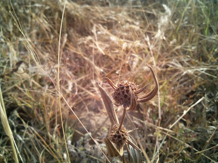 grass