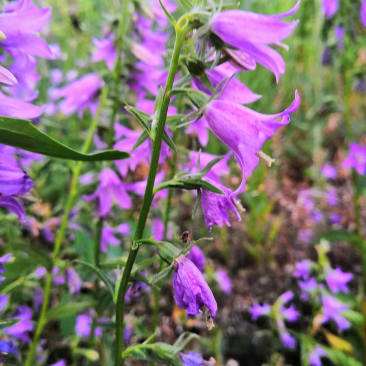 bell flower