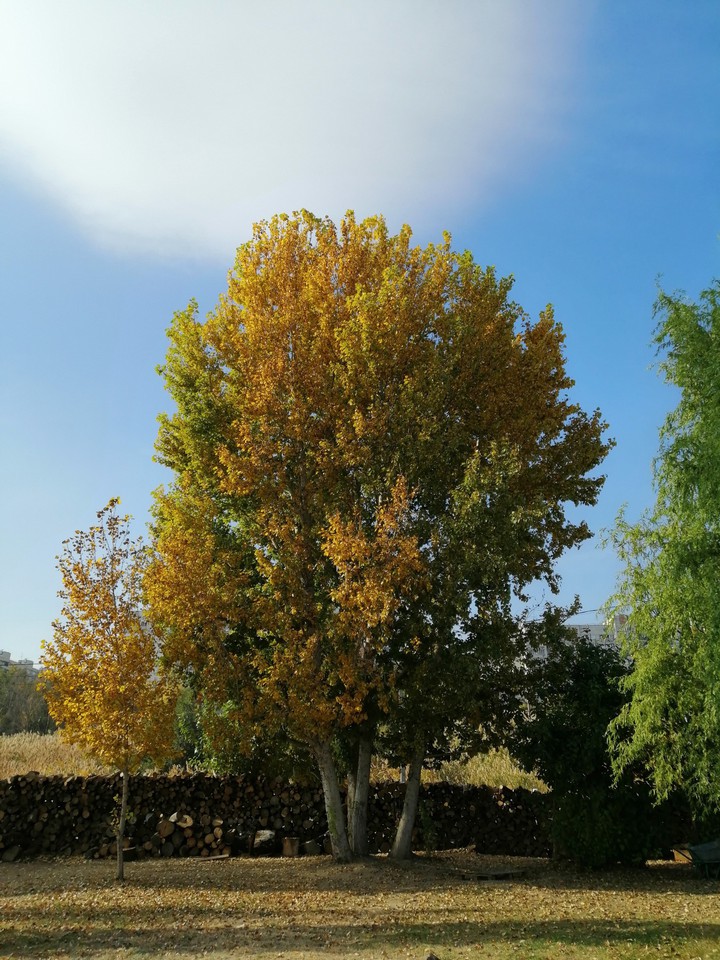 Golden Autumn