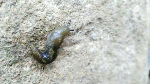Slug