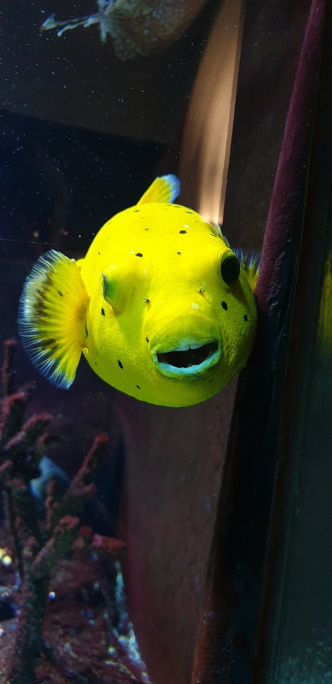 Fish