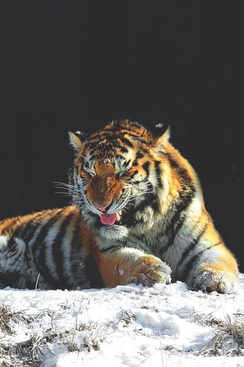 tiger
