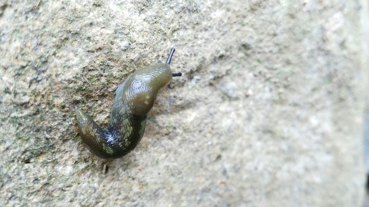 Slug