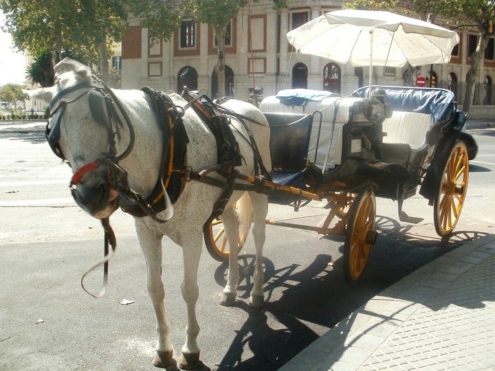 horse