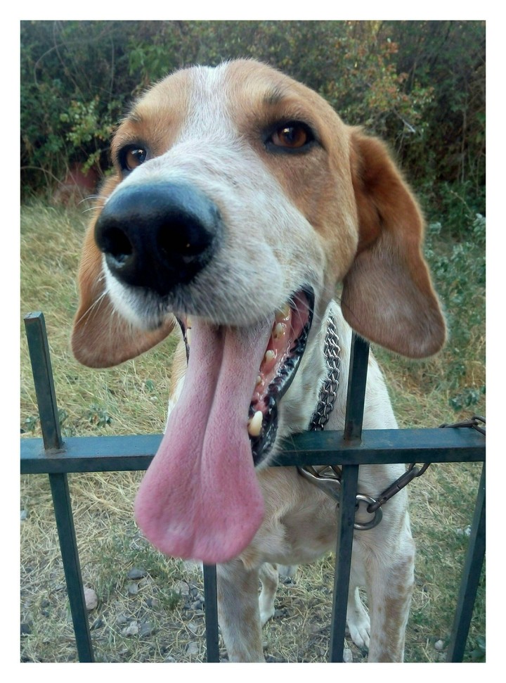 my dog
