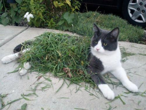 catttttt