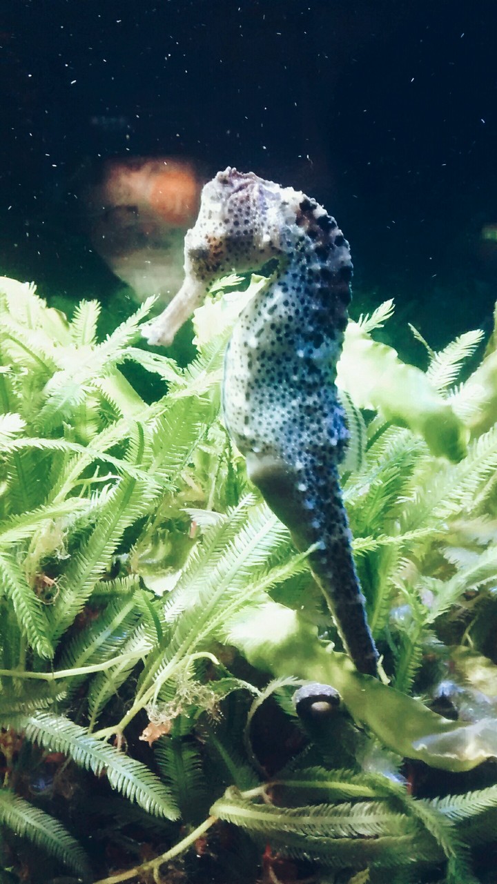Sea horse