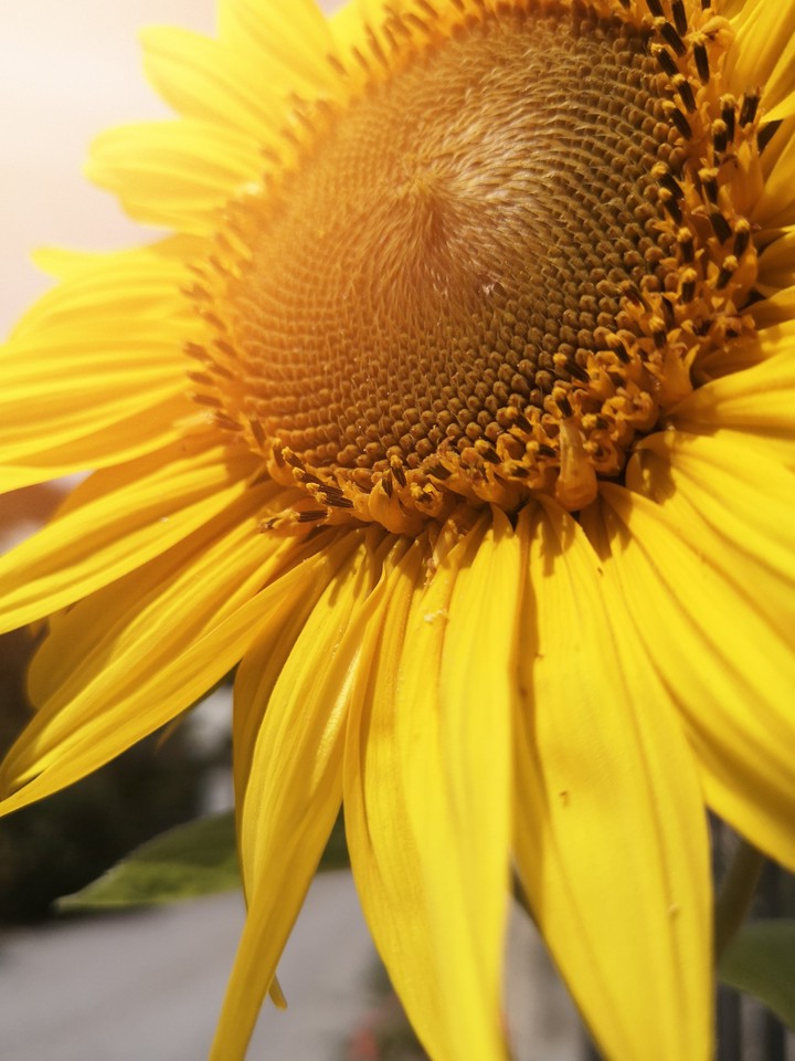 sunflower