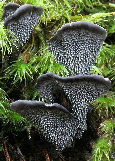 mushroom