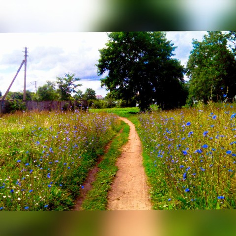 Fanrastic meadow