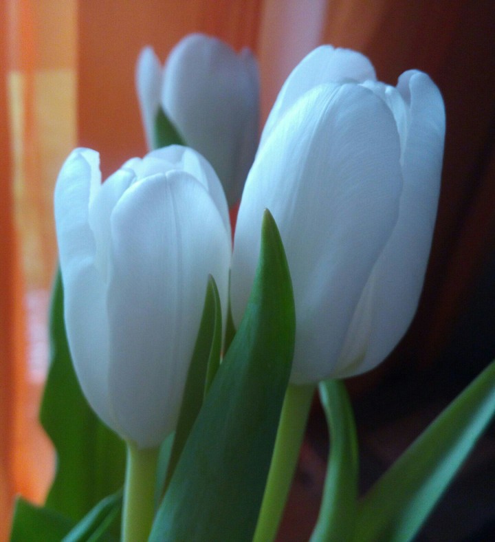 Tulipany