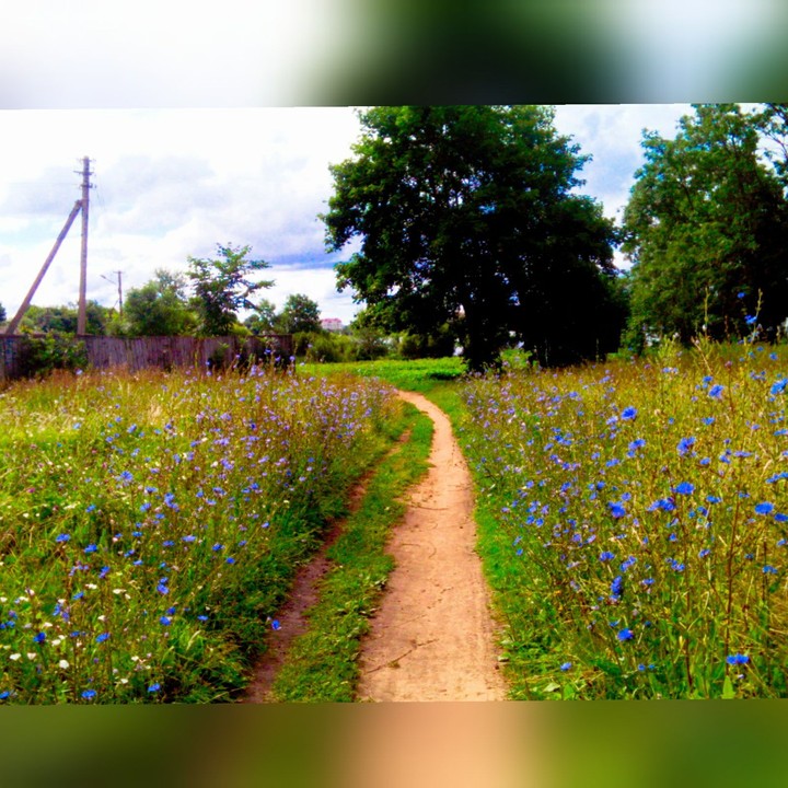 Fanrastic meadow