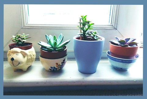 plants