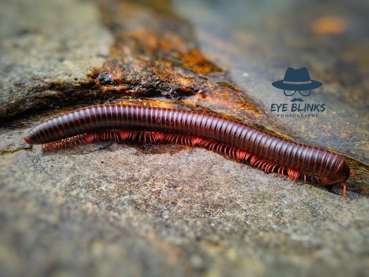 rail worm