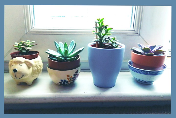 plants