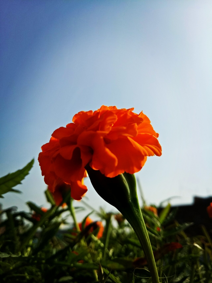 flower