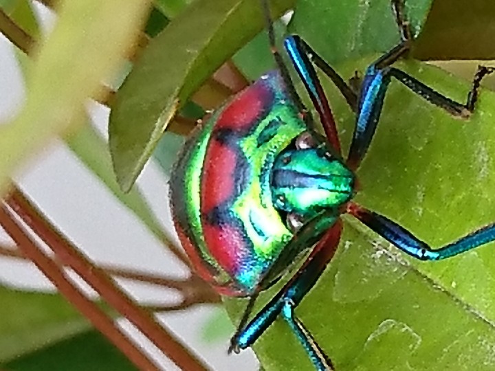 a bugs life