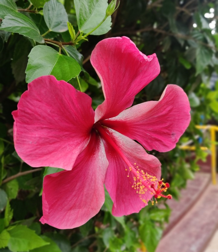 flower