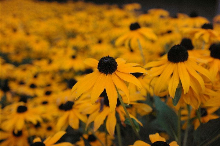 Yellow flowers