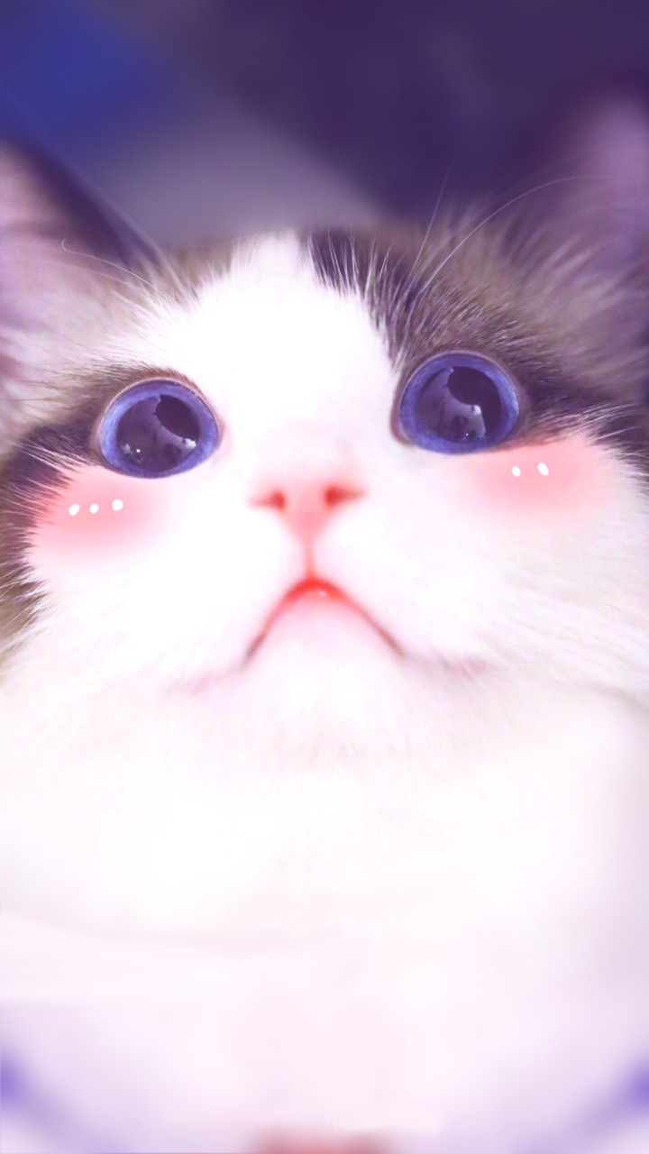 кот