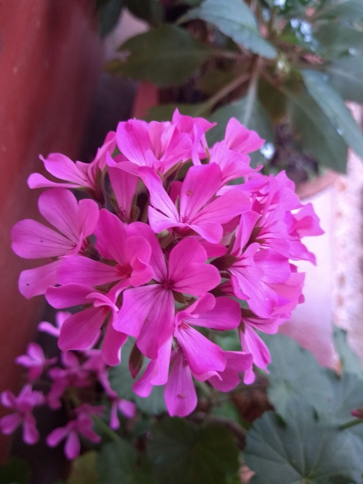 pink