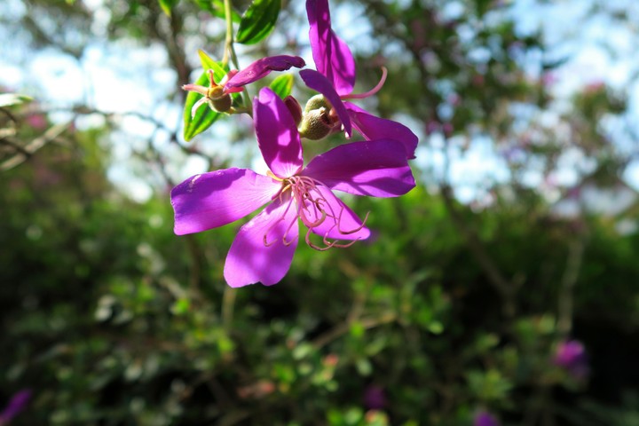 Melastoma
