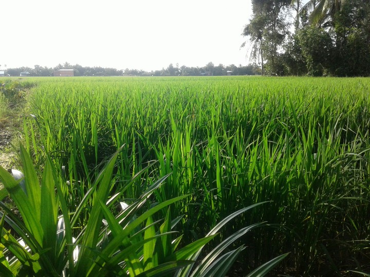 Cánh đồng