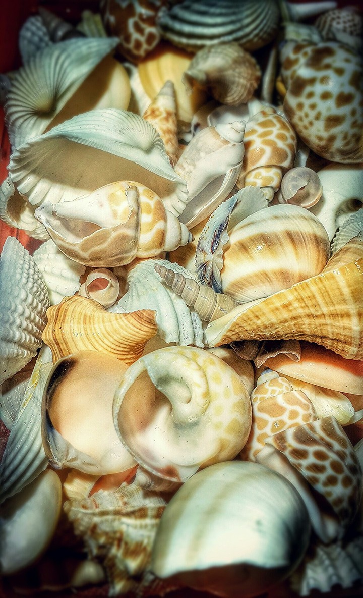 sea shells