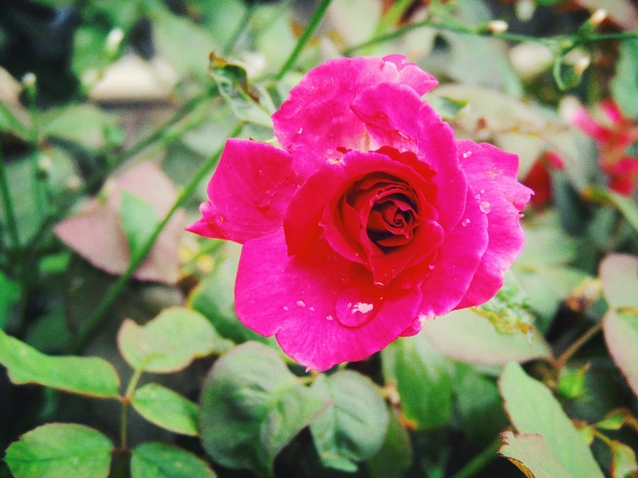 rose