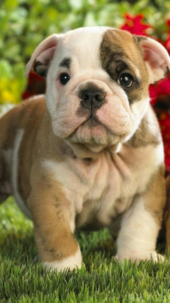 My ? dog