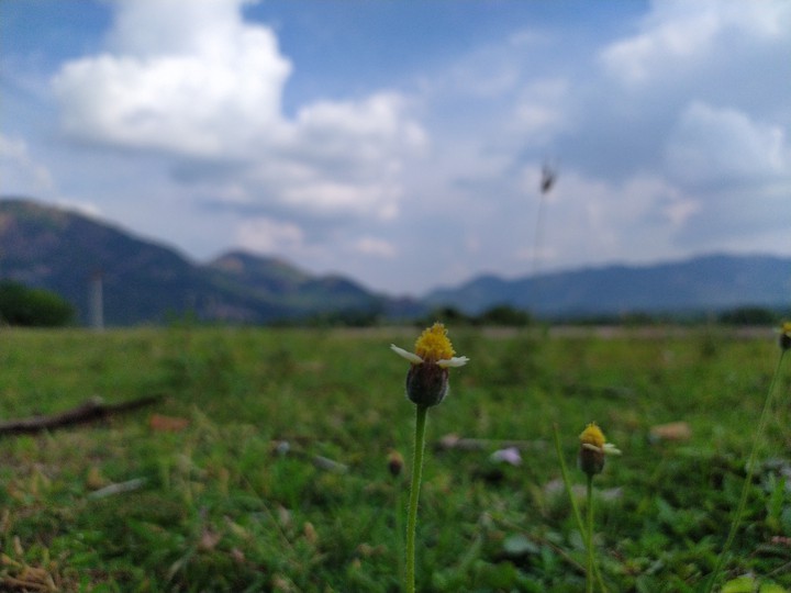 flowers and mountains