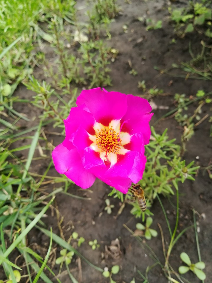 flower