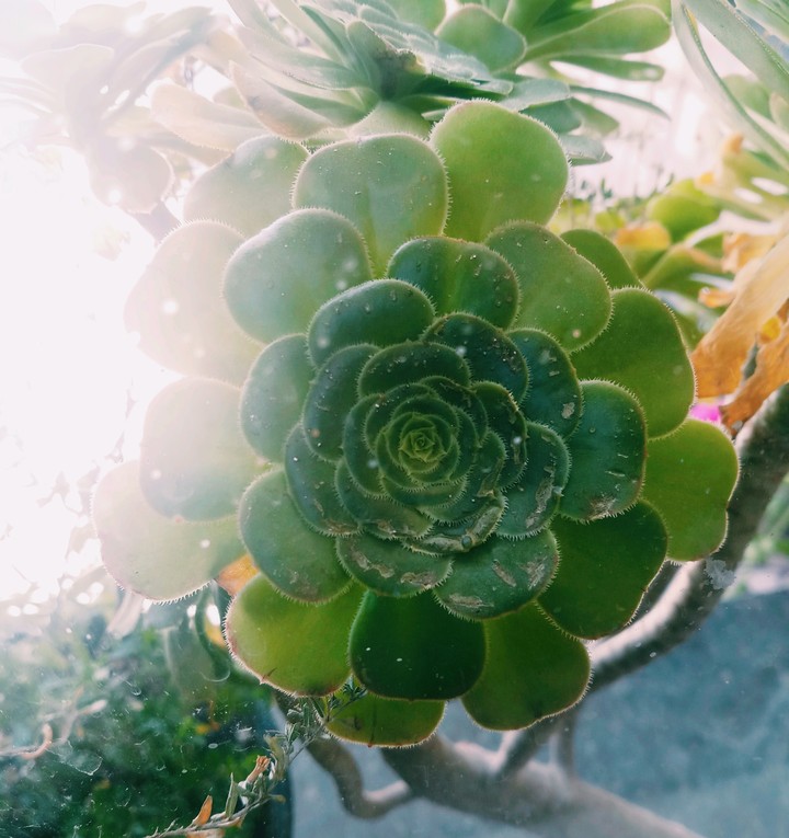 Flower
