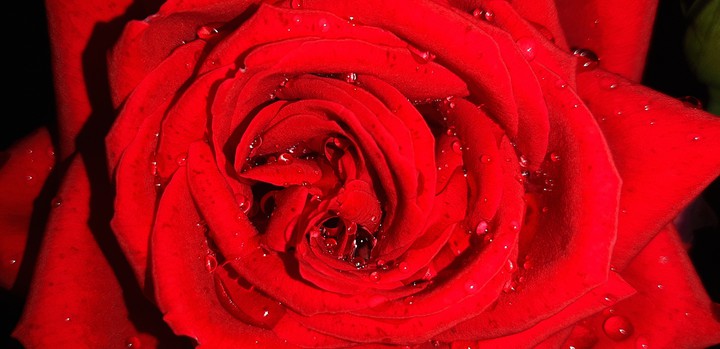 roses