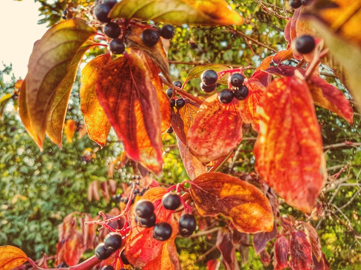I can see autumn.