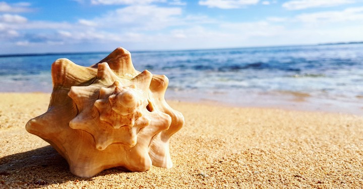 shell