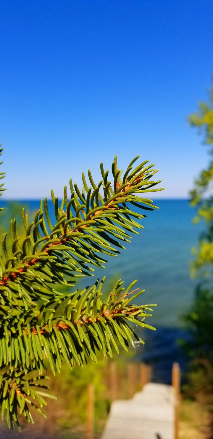 pine