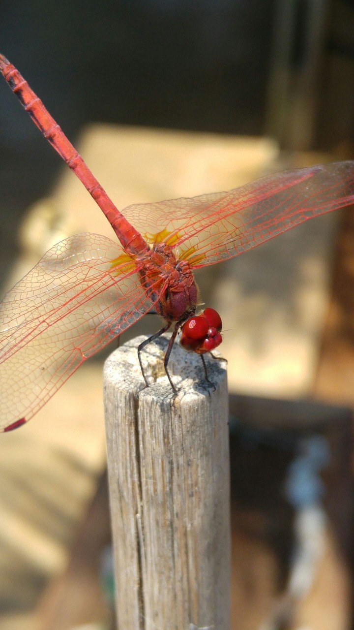 dragonfly