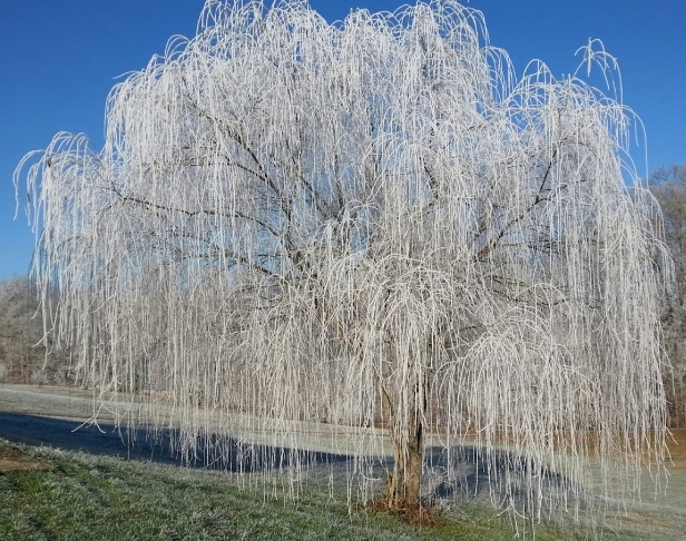 Willow Frost