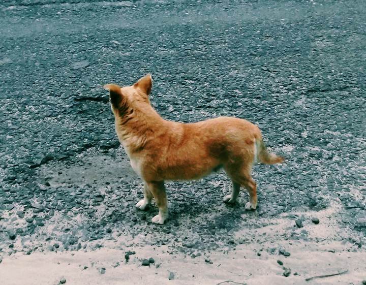 Dog