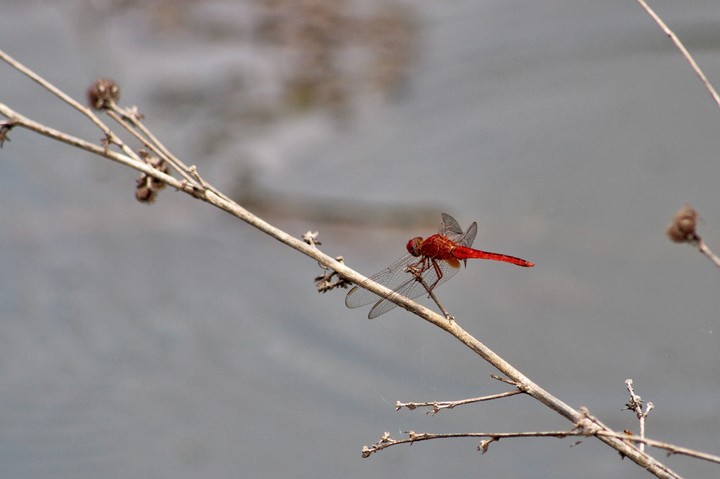 dragonfly