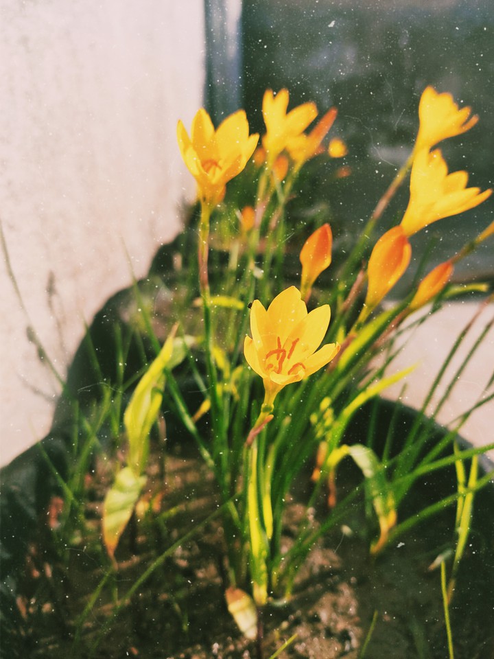 Plant