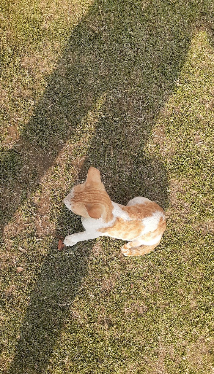 cat