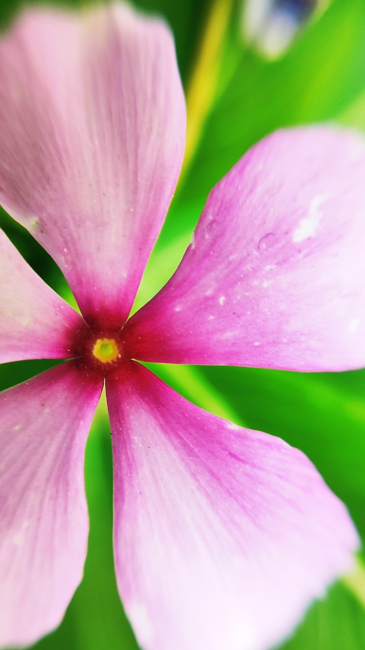 pinky flower