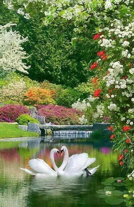 Cisne