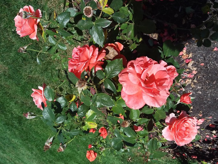 flowers